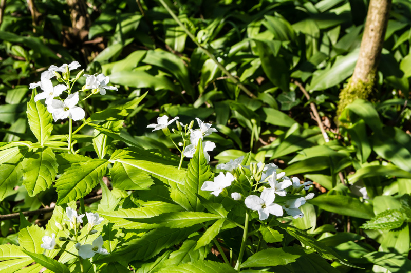 Cardemine heptaphylla?.....Cardamine heptaphylla